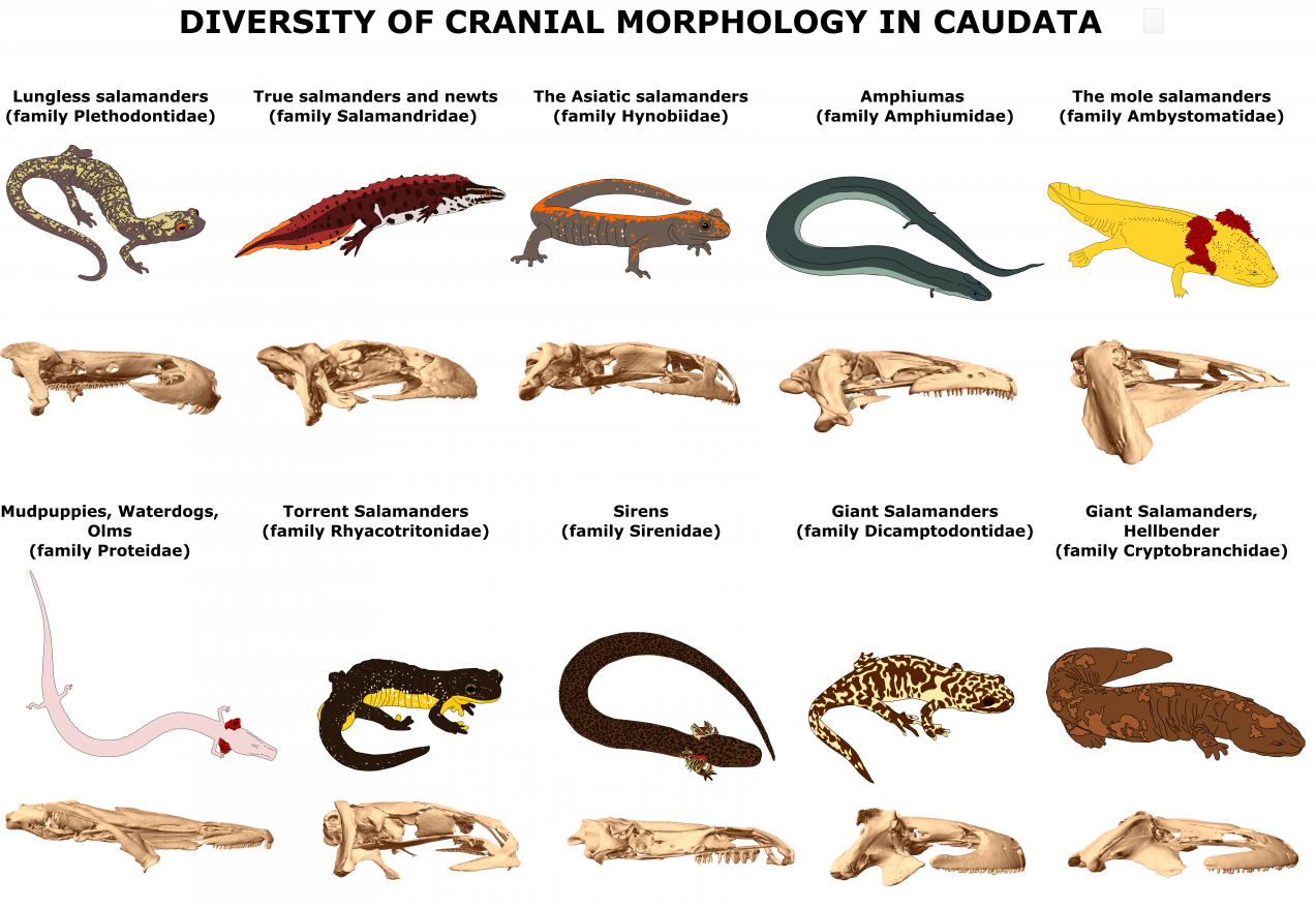 La métamorphose, un véritable moteur de diversité | CNRS Écologie